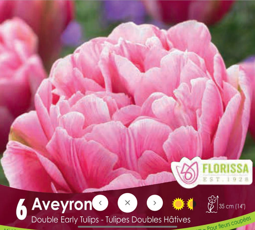 Tulip Double Early Aveyron pkg.6