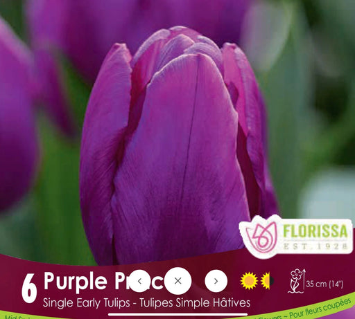 Tulip single Early Purple  Prince pkg 6.