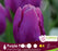 Tulip single Early Purple  Prince pkg 6.