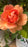Rose PW At Last 8"