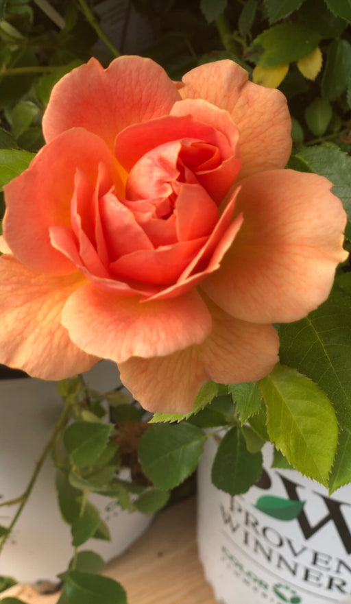 Rose - Tender PW At Last #2