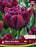 Tulip double Early- Alison Bradley pkg.6