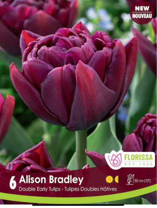 Tulip double Early- Alison Bradley pkg.6