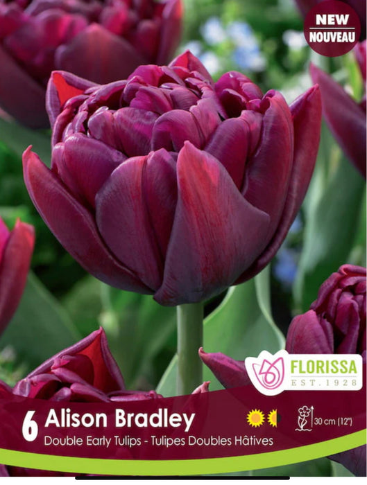 Tulip double Early- Alison Bradley pkg.6
