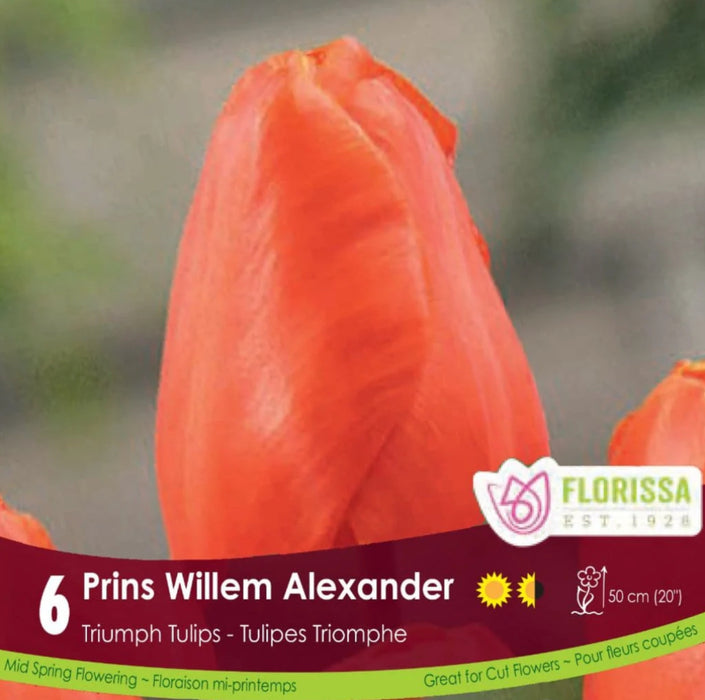 Tulip Triumph Prins Willem Alexander