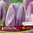 Tulip Triumph Flaming Flag