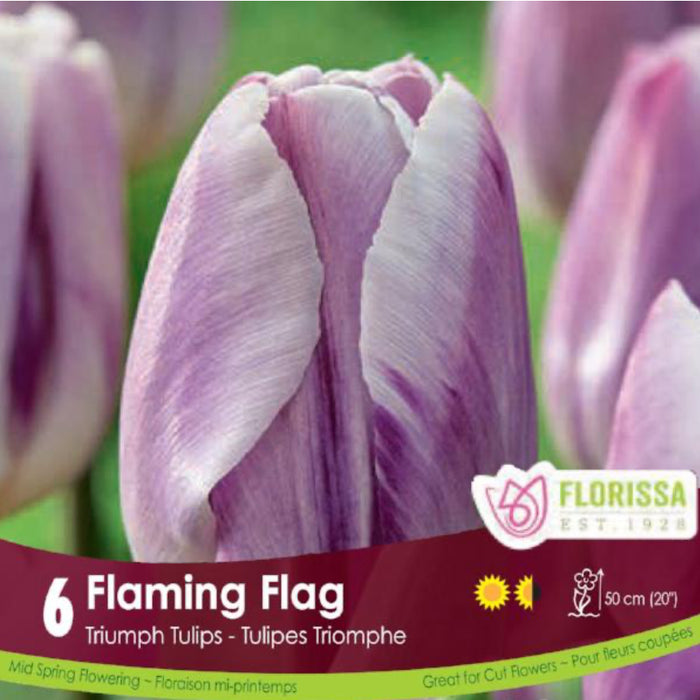 Tulip Triumph Flaming Flag