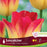 Tulip Triumph suncatcher