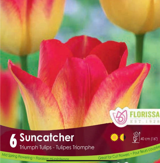 Tulip Triumph suncatcher