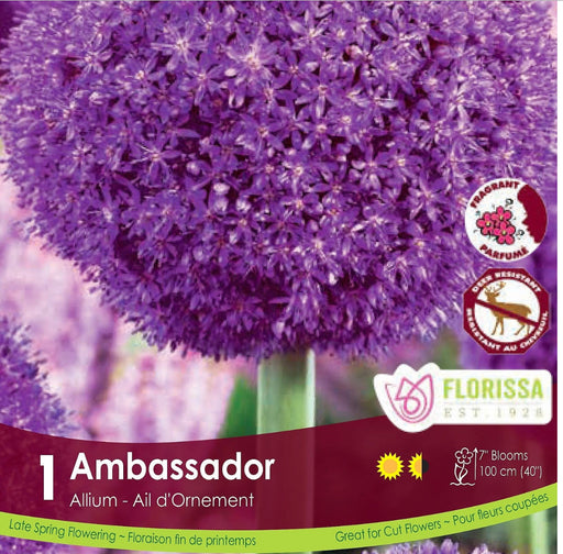 Allium Ambassador bulb