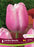 Tulip Giant Late Jumbo Beauty