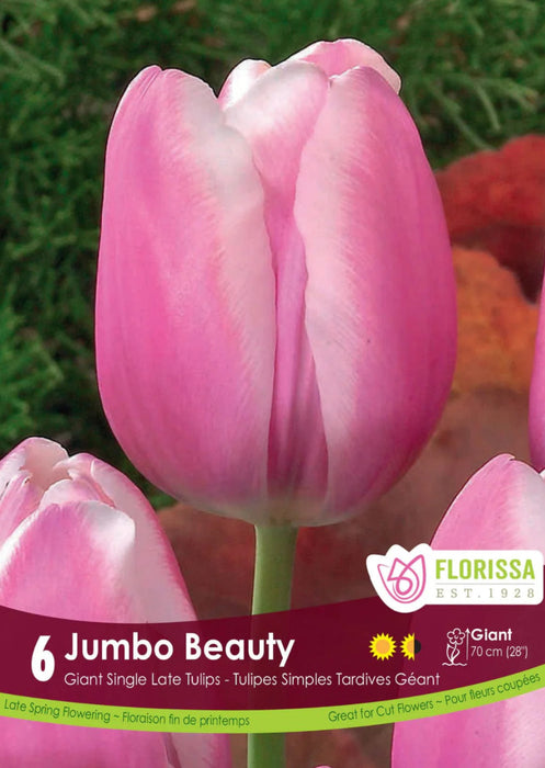 Tulip Giant Late Jumbo Beauty