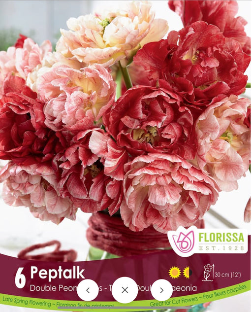 Tulip Double Peptalk