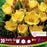 Crocus FF Early Gold