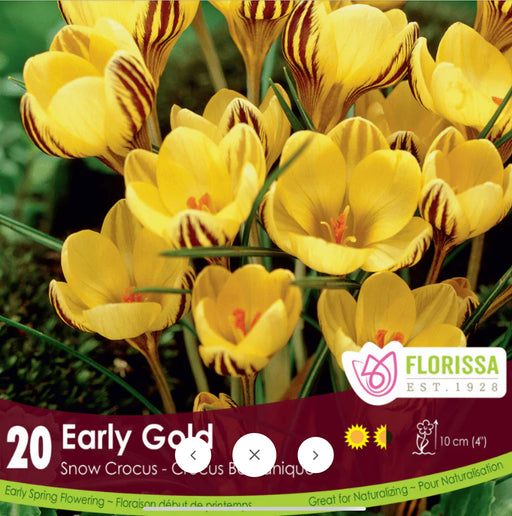 Crocus FF Early Gold