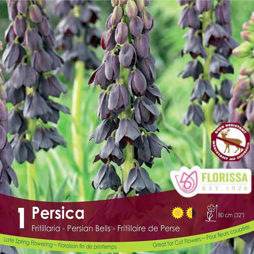 Fritillaria persica