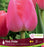 Tulip Darwin Single Late Pink Pride