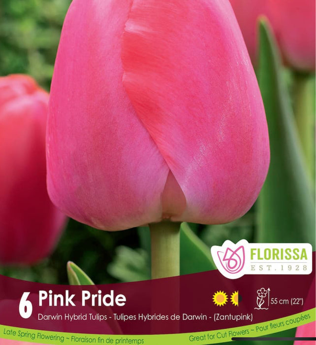 Tulip Darwin Single Late Pink Pride