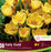 Crocus Early Gold 20/pkg