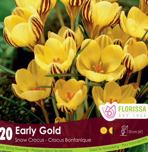 Crocus FF Early Gold