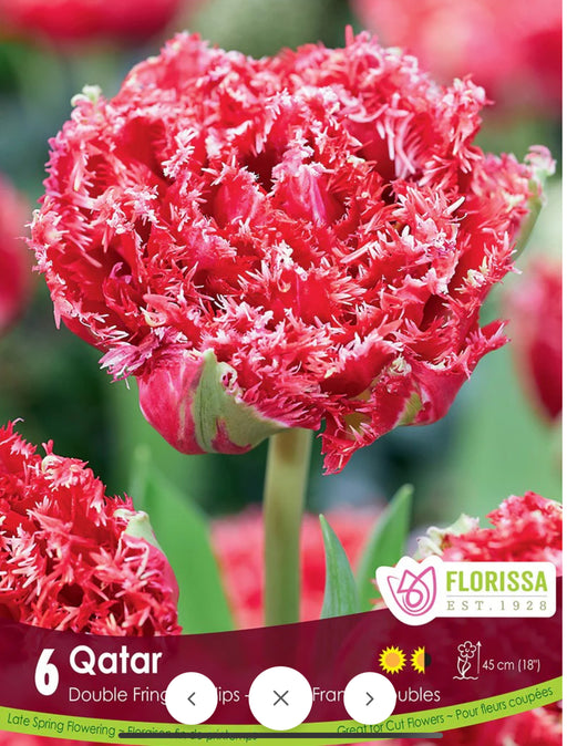 Tulip Fringed Qatar