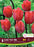 Tulip Lady Van Eijk Pkg 6