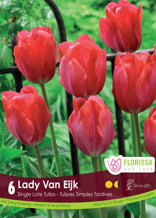 Tulip Lady Van Eijk Pkg 6