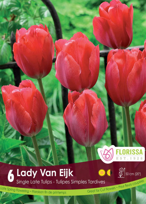 Tulip Lady Van Eijk Pkg 6