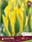 Tulip green Mile