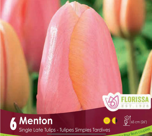 Tulip Menton pkg 6.