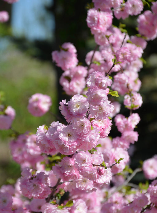 Plum Double Flowering #2