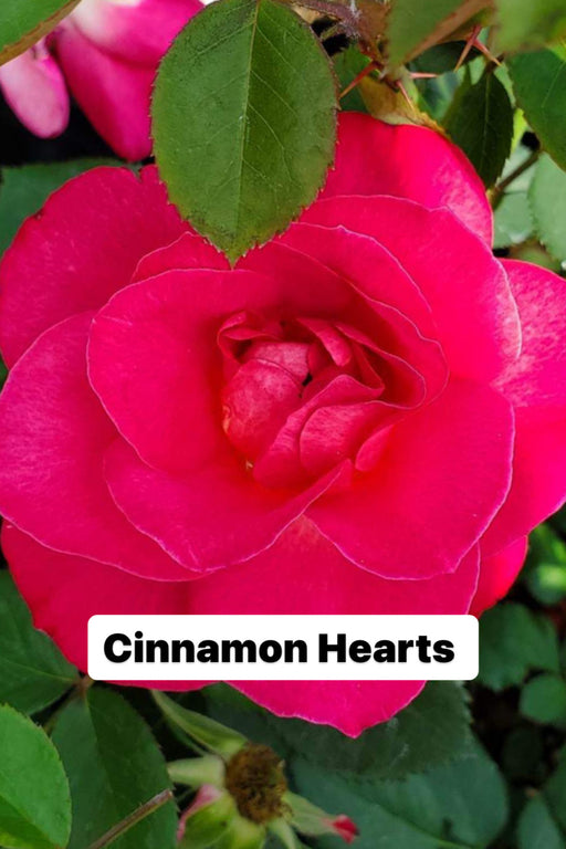 Rose Hardy BE Cinnamon Hearts #2
