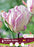 Tulip Double Late Shirley