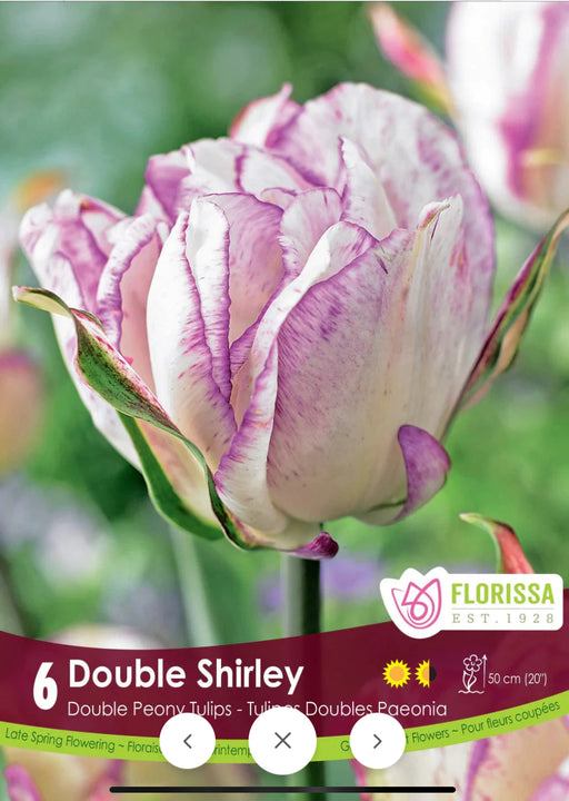 Tulip Double Late Shirley