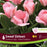 Tulip Greigii Sweet Sixteen - pkg.6