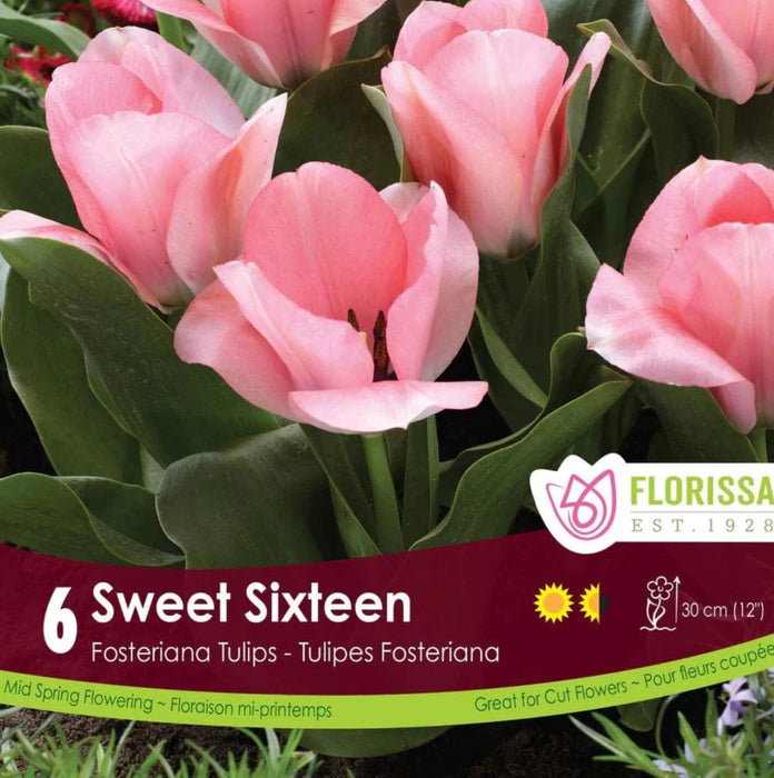 Tulip Greigii Sweet Sixteen - pkg.6