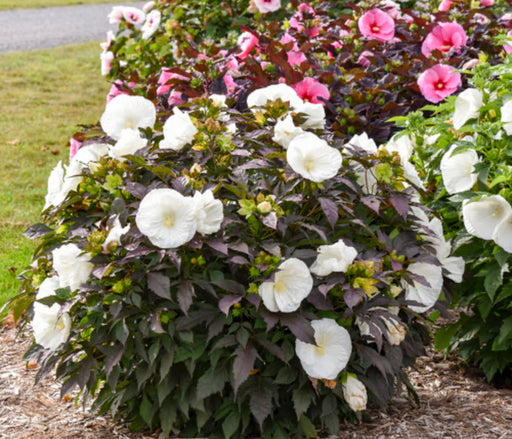 Hibiscus Hardy Cookies and Cream 2gal