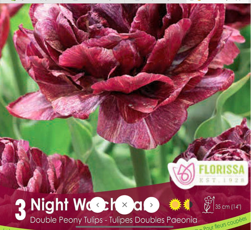 Tulip Night Watchman