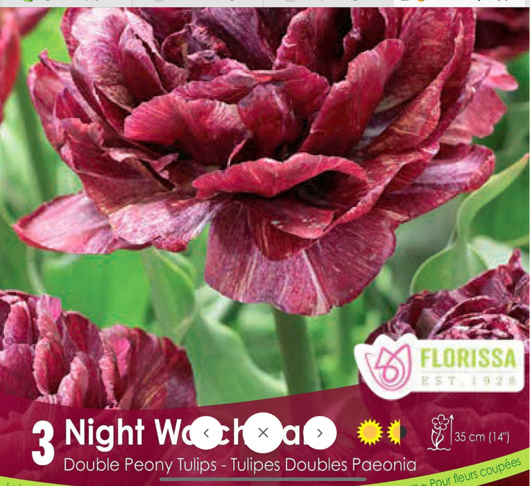Tulip Night Watchman