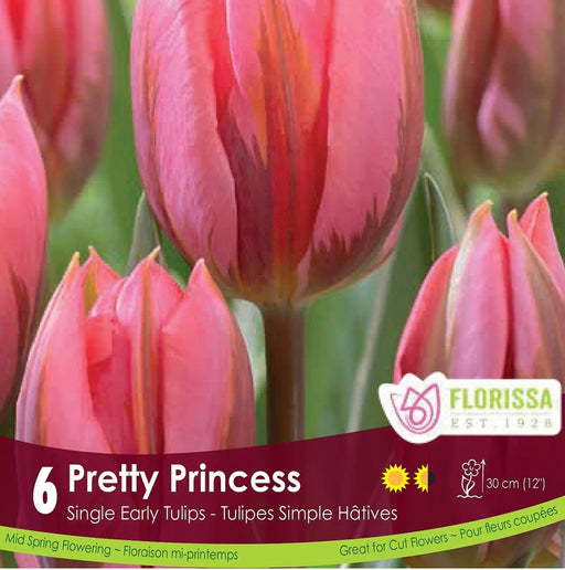 Tulip Pretty Princess Pkg 6