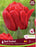 Tulip Double Early Red Foxtrot