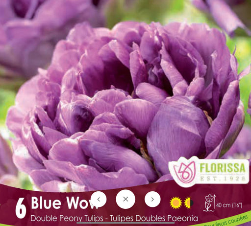 Tulip Double Late Blue Wow