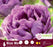 Tulip Double Late Blue Wow