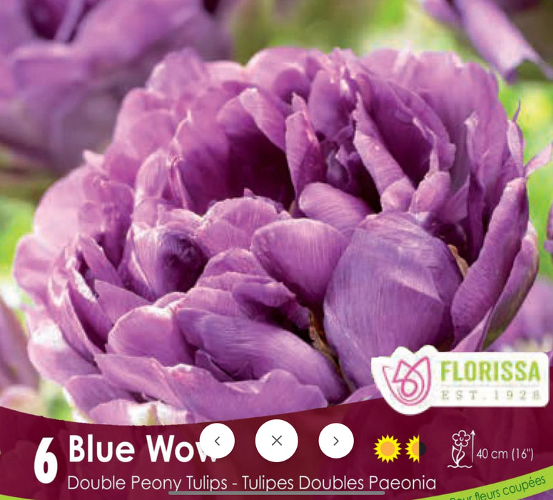 Tulip Double Late Blue Wow