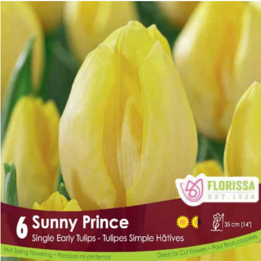 Tulip Double Early Sunny Prince pkg.6
