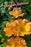 Rose Hardy Morden Sunrise #1