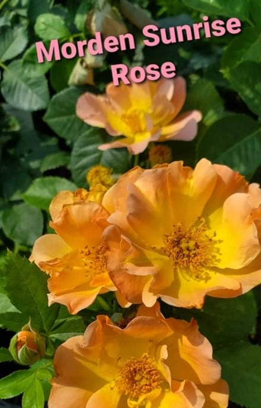 Rose Hardy Morden Sunrise #1
