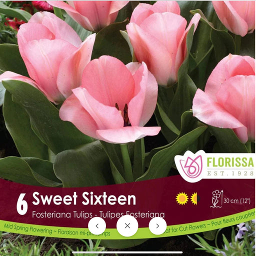 Tulip Greigii Sweet Sixteen - pkg.6