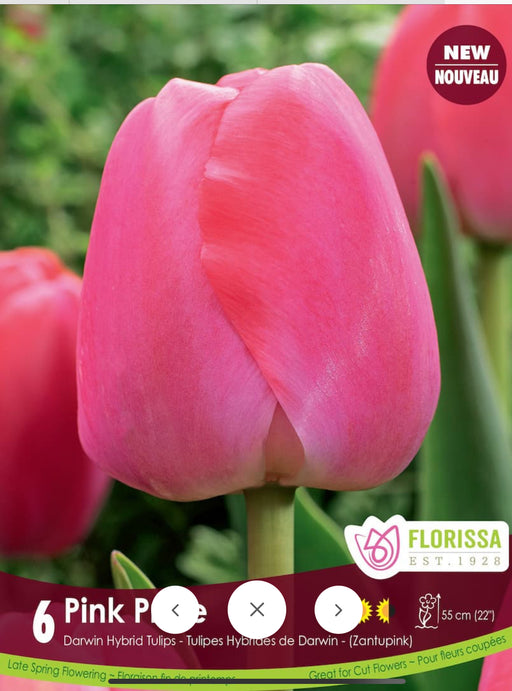 Tulip Darwin Single Late Pink Pride