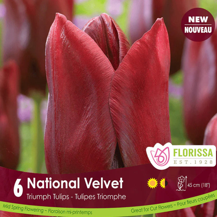 Tulip Triumph National Velvet